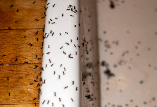 Best Pest Control Near Me  in Troy, PA